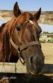 /album/zoo/img-9918-masolata-jpg/
